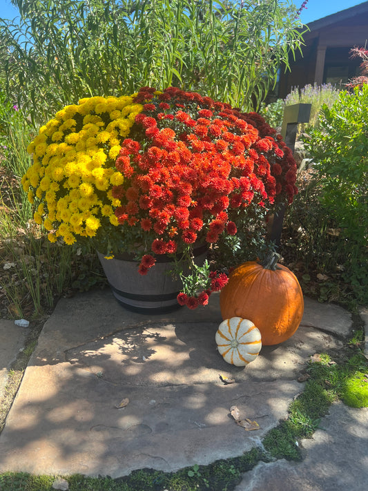 2 XL Mums (+$100)